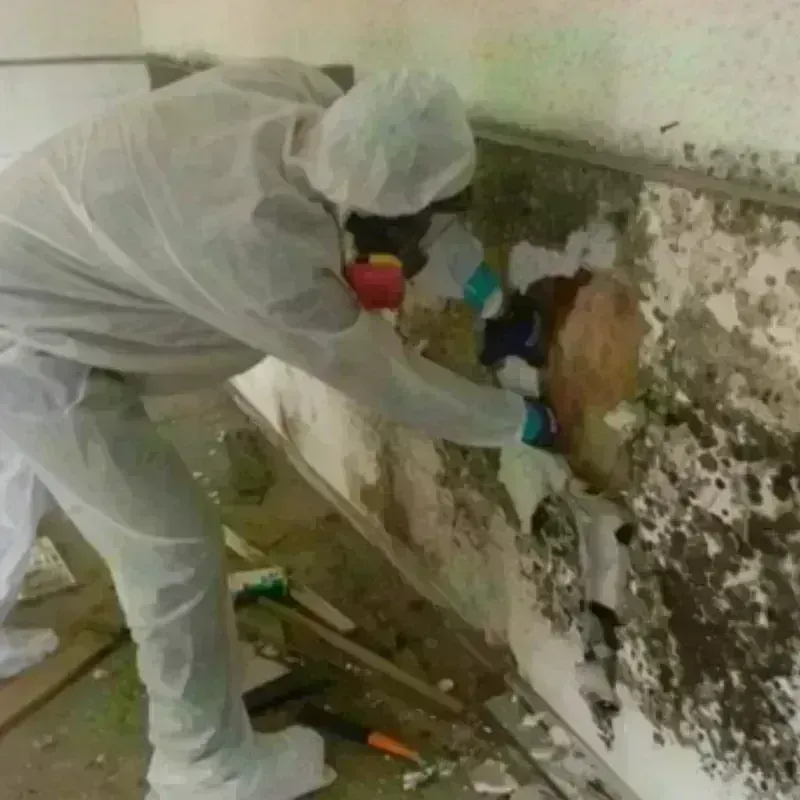 Mold Remediation and Removal in Campanilla, PR